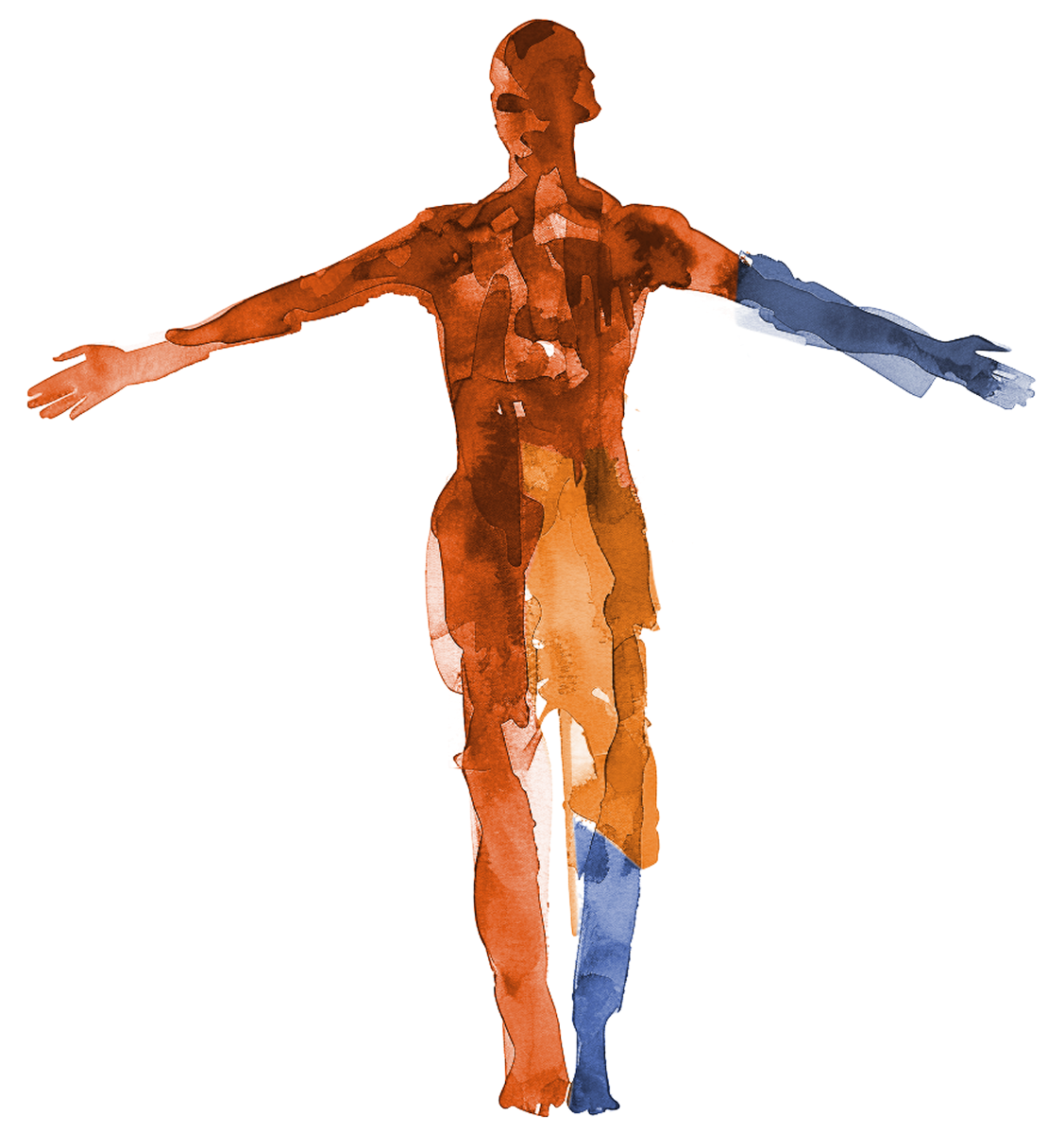 Standard Model Bio — watercolor human figure